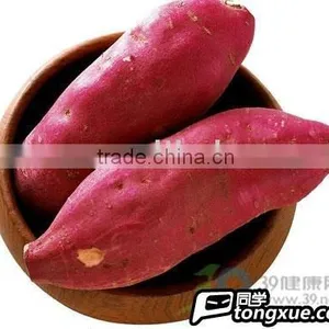Sweet Potato thumbnail-1