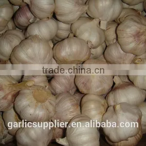 2015 Crop Garlic thumbnail-1