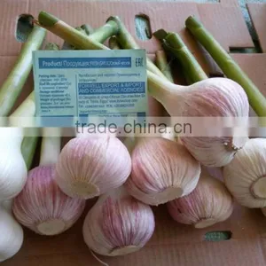 Garlic Type and Fresh Style Fresh White Garlic 2017 thumbnail-2