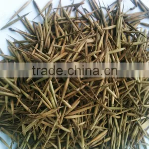 2016New Crop High Purity Moso Bamboo Seeds For Planting thumbnail-1