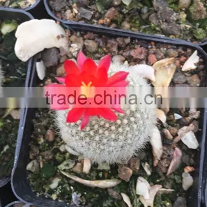 Mini Cactus thumbnail-1