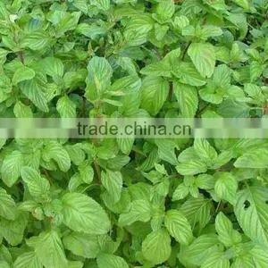 HIGH QUALITY PURE MENTHA CITRATA OIL thumbnail-3
