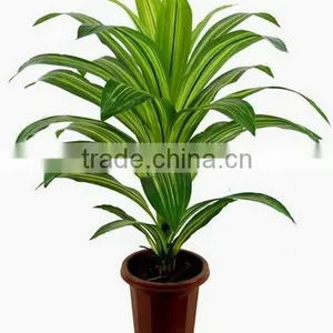 SJ030910 Factory Wholesale Garden Decorative Brazil Wood Plant thumbnail-3