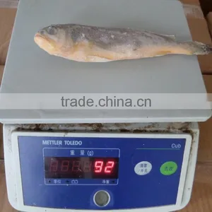 Frozen Yellow Croaker 75/100 G/pc thumbnail-1