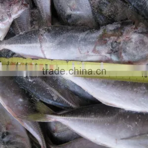 Frozen Horse Mackerel( Fresh) thumbnail-1