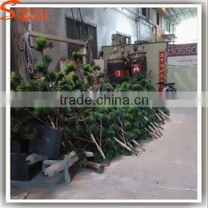 New Products by Shipping Artificial Pine Tree Branches Pine Tree Japanese Tree thumbnail-4