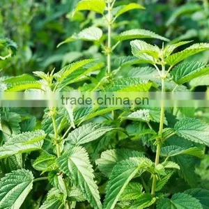 Health Care Nettle Tea for Benign Prostatic Hyperplasia thumbnail-3