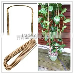 U-hoop Bamboo Poles Baoboo Canes for Agriculture thumbnail-1
