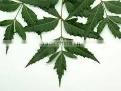 Neem Leaf thumbnail-1