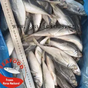 Frozen Horse Mackerel New Fresh Fish thumbnail-1