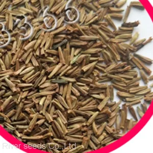 500g Online Sale Mix F1 Bulk Loose African Daisy Gerbera Flower Seeds for Planting thumbnail-2
