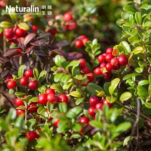 Cranberry Extract thumbnail-4