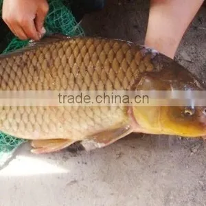 Fish Pond Denitration Probiotics thumbnail-3