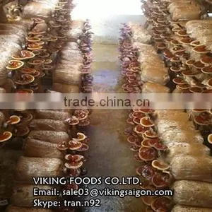 BEST PRICE - GANODERMA/LUCIDUM/REISHI/LINGZHI MUSHROOM - HIGH QUALITY thumbnail-1