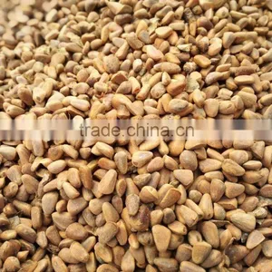 Pine Nuts in Shell thumbnail-1