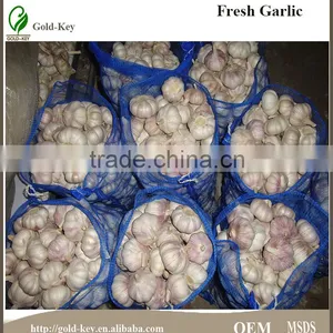 Fresh Garlic thumbnail-3