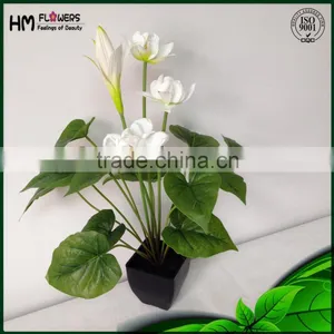 Bonsai Plant Sale thumbnail-3