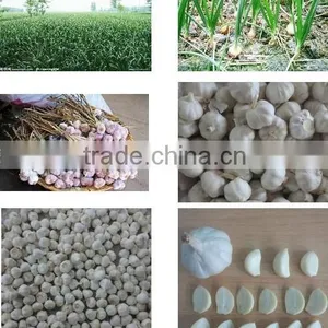 2015 New Season Chinese Garlic Wholesale Fresh Natural Garlic Normal White Garlic Pure White Garlic Purple Garlic thumbnail-4