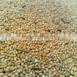Millet thumbnail-1