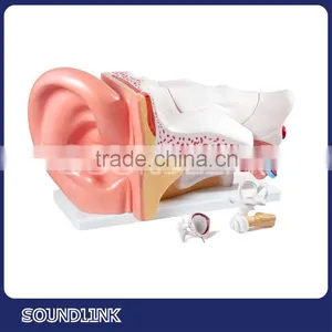 China Soundlink Plastic Human Anatomical Ear Models thumbnail-1