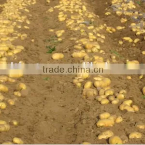 One Row Mini Harvester for Cassava Walking Tractor Drived thumbnail-2