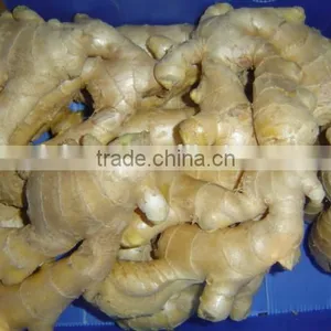 Fresh Mature Ginger thumbnail-5