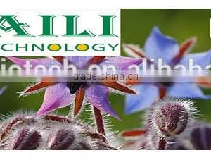 Organic Borage Oil (Omega 6 Series)vegetable Oil thumbnail-3