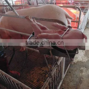High Quality Small Pig Castration Operation Table Castrating Knife Veterinary & Animal Instruments thumbnail-1
