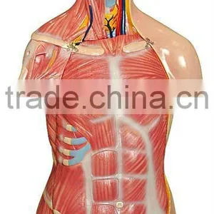 Human Torso Model For LM1256-1 thumbnail-1