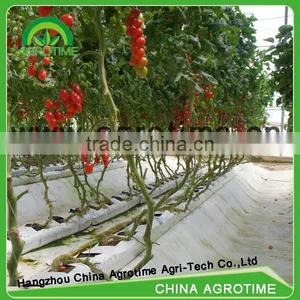 Orchid Tissue Culture For Plant thumbnail-2