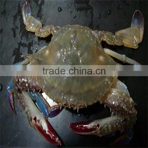 Frozen Delicious Whole Shell Blue Swimming Crabs With Good Prices thumbnail-1