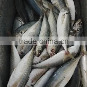 Superior Quality 18CM China Made Frozen Fresh Horse Mackerel thumbnail-4
