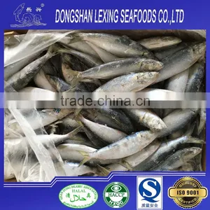 Whole Round Frozen Sardine Fish 85pcs/10kg thumbnail-1