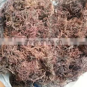 Sell Gracilaria, Eucheuma Spinosum And Eucheuma Cottoni Seaweeds thumbnail-4