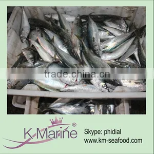 China New Caught Fresh Horse Mackerel Fish Lot Number#kmw4055 thumbnail-1