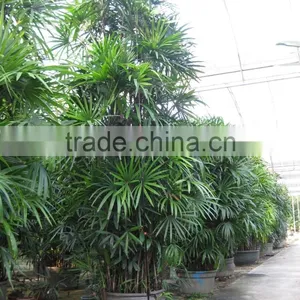 Rhapis Excelsa High 3-5m thumbnail-3
