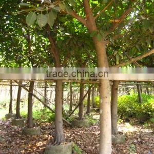 Ficus Altissima Potted for Outdoor Plants thumbnail-1