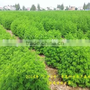 GMP Factory Artemisia Annua Sweet Wormwood Herb Artemisia Carvifolia 98% 99% White Crystalline Powder Cure Malaria thumbnail-4