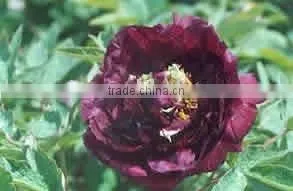Tree Peony Plant Root Mo Su thumbnail-1