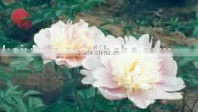 Herbaceous Peony Plant Root Chun Hong Jiao Yan thumbnail-1