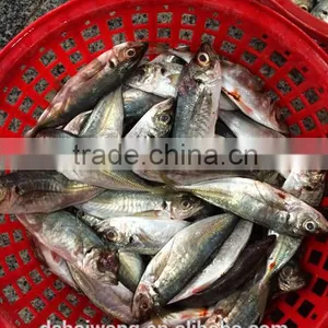 Land Frozen Whole Horse Mackerels for Bait From China 150g + thumbnail-2