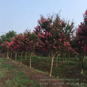 Price List of Crape Myrtle Trees in 2020 thumbnail-5