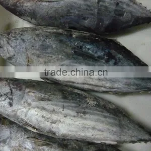Skipjack Tuna Whole Round thumbnail-2