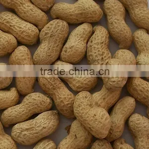 Chinese Roasted Peanut Inshell thumbnail-1