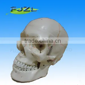 3parts Plastic Skull Skeleton Model/pvc Skull Model /Classic Human Skull Model With Opened thumbnail-1