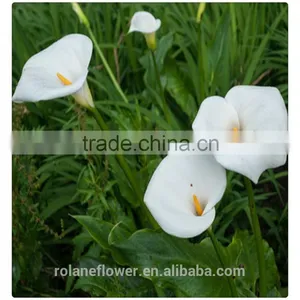 High Quality Fresh Cut Flower White Calla Lily to Express Global thumbnail-5