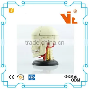 V-HM06 4D MASTER Brain Skull Brain Model thumbnail-2