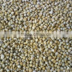 Indian Green Millet Bajra, Gujarat Quality thumbnail-2