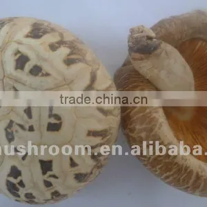 Pollution-free Smooth Flower Dried Shiitake thumbnail-1