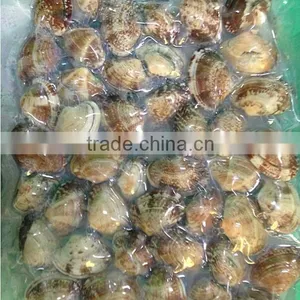 Frozen Vacuumed Cooked Short Necked Clam Wild Caught thumbnail-1